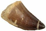 Huge, Fossil Mosasaur (Prognathodon) Tooth - Morocco #302177-1